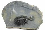 Short Trident Walliserops Trilobite - Timrzit, Morocco #348372-3